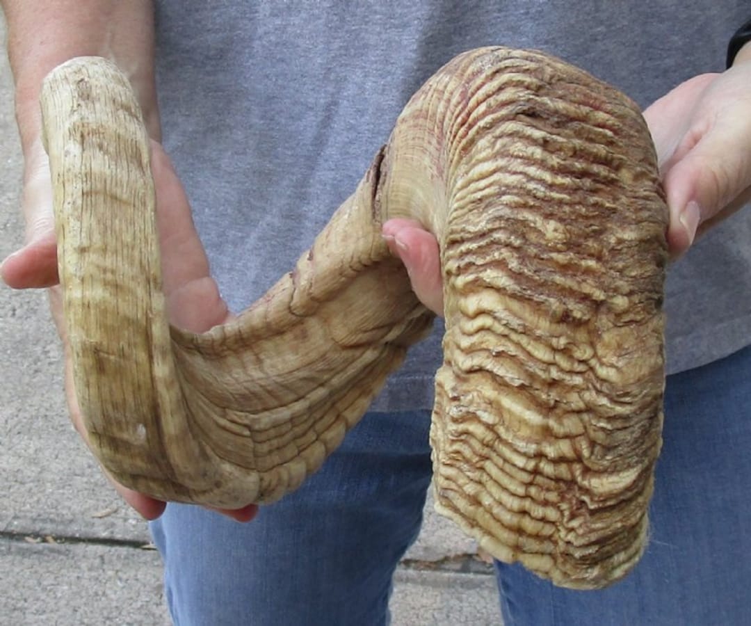 Sheep Horn 30 Inches - Etsy