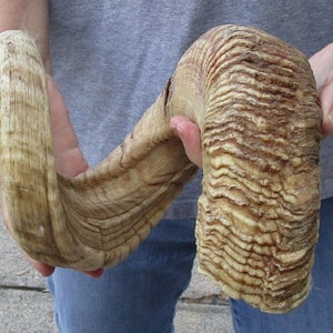 Sheep Horn 30 inches