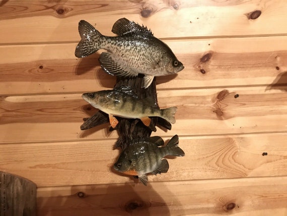 Beautiful Sunfish Crappie Perch Fish Taxidermy Wall Mount Art Wildlife