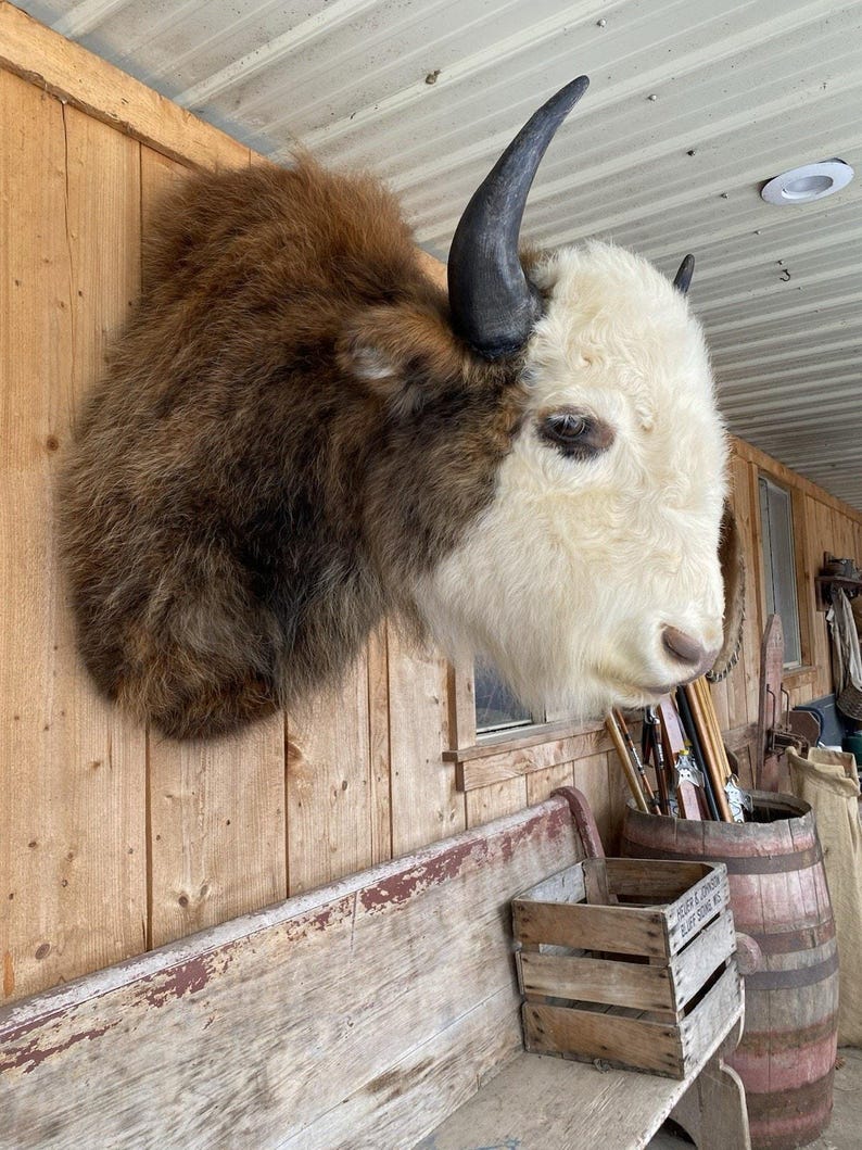 FHDAR43- Rare Sacred White-faced Buffalo Bison Taxidermy Shoulder Mount ...