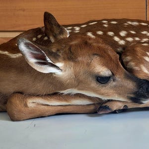 May include: A young fawn curled up, resting on a light surface. The fawn has brown fur with white spots on its back. Its ears are upright, and its eyes are closed. The fawn's legs are tucked beneath its body.