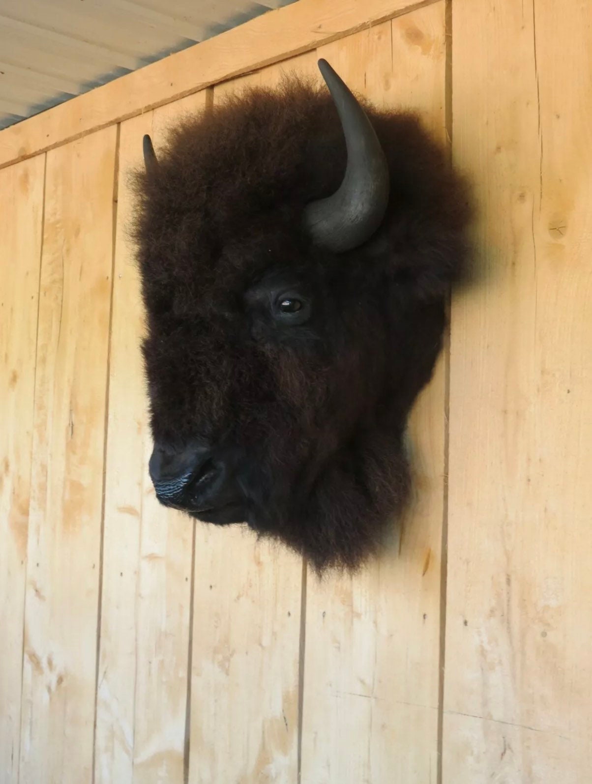 Taxidermy Buffalo Head for sale Only 4 left at 75