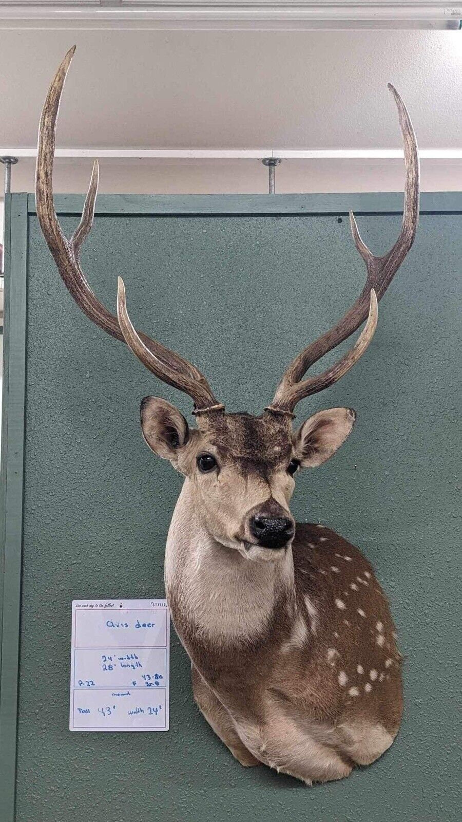 Axis Deer Real Antler Deer Taxidermy Mount - Etsy