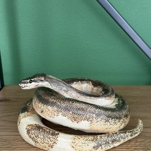 Real Python Taxidermy Mount - Etsy
