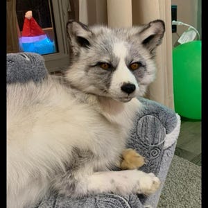 May include: A white and gray fox with brown eyes is lying on a gray and white patterned blanket. The fox is looking directly at the camera.