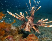 Lion Fish, Underwater Photography, Color, Scuba, Swimming, Ocean, Tropical, Vacation, Wall art, Home Decor, Interiors