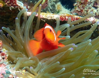 tomato clown fish etsy