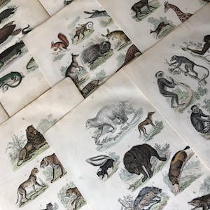 8x Antique Print, Cabinet of Curiosities - Animal - Zoology - Mammals - Snakes - Reptiles
