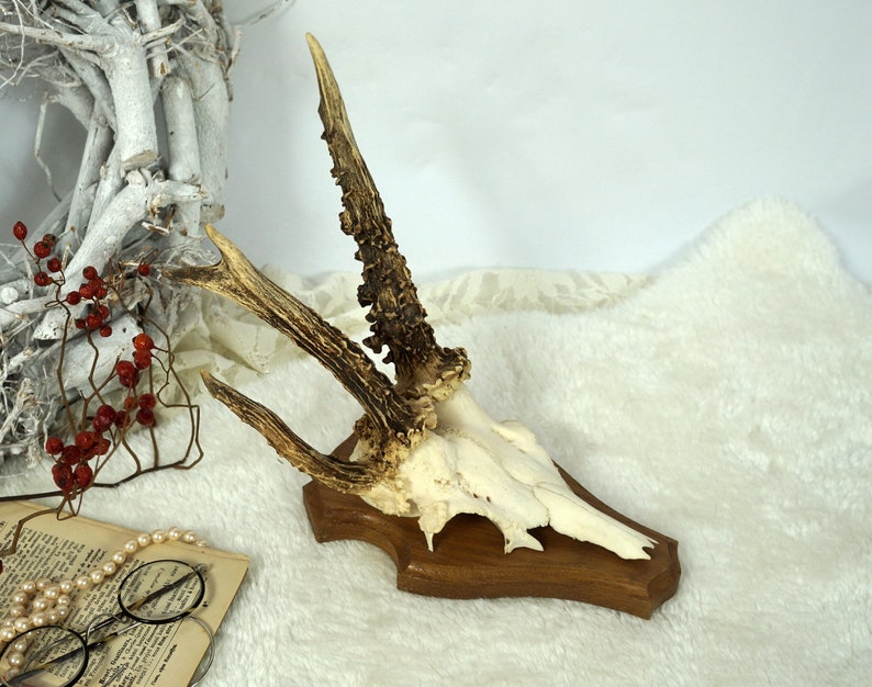 Abnormal Antlers Horns Deer Antlers Hunting Trophy Game Etsy