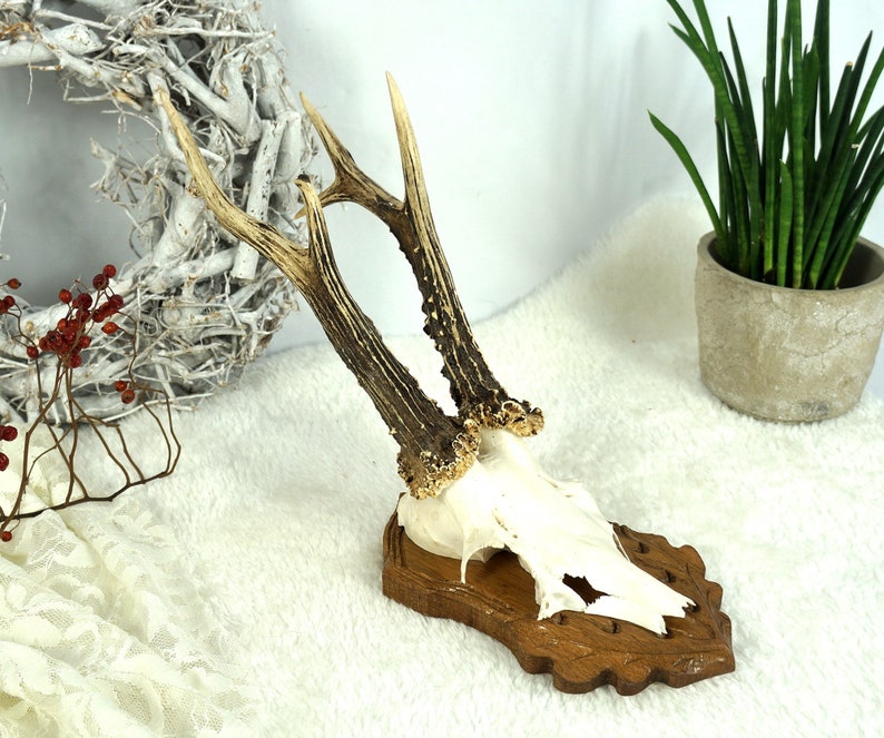Old Antlers Horns Deer Antlers Hunting Trophy Game Wall Etsy