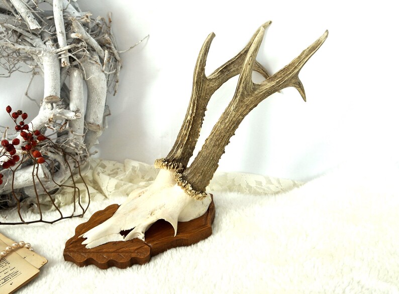 Old Antlers Horns Deer Antlers Hunting Trophy Game Wall Etsy