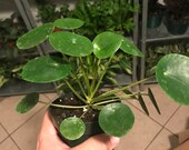 Pilea peperomiodes- friendship plant- chinese money plant- 4 quot pot