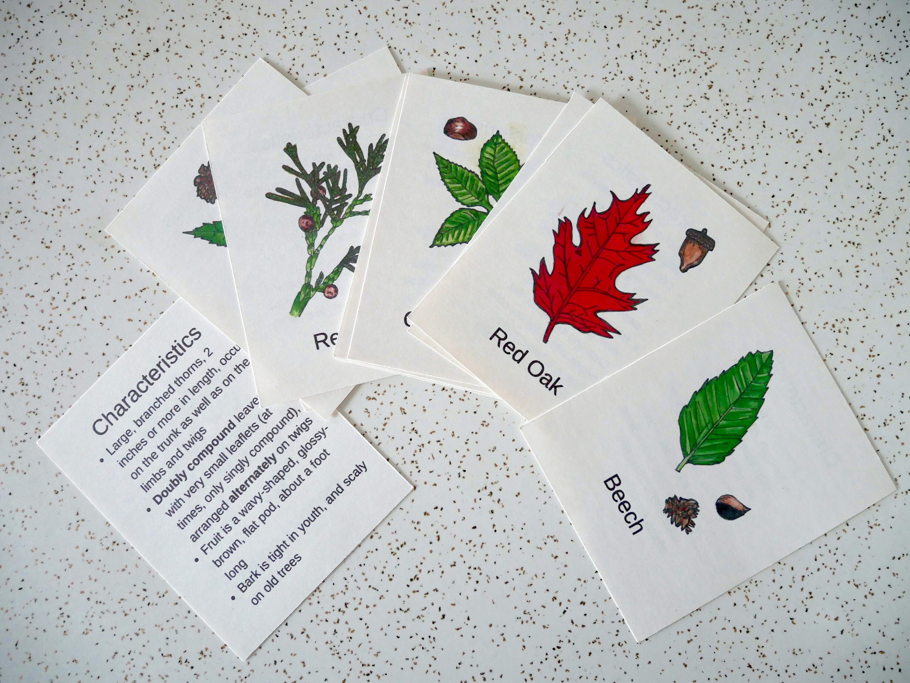 Tree Id Cards