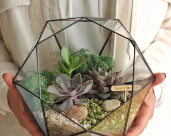 Könnte beinhalten: Ein geometrisches Glas-Terrarium mit einem schwarzen Metallrahmen, gefüllt mit Sukkulenten, Moos und kleinen Steinen. Das Terrarium ist mit "Green Stories" beschriftet.