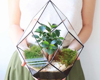 DIY terrarium kit with Bonsai/ Christmas gift/ new home gift/ glass container/ Gift Idea/ Living room decor/ Geometric planter