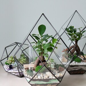 Entfesseln Sie Ihre Kreativität diese Weihnachten mit unserem DIY Terrarium Kit Das perfekte unvergessliche Geschenk. Neues Zuhause Geschenk. Personalisiertes Geschenk für Ihn Bild 9