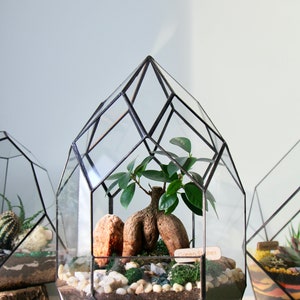 May include: Geometric glass terrarium with a small tree, rocks, and soil. The terrarium has a black metal frame and a clear glass design. The terrarium is approximately 10 inches tall.