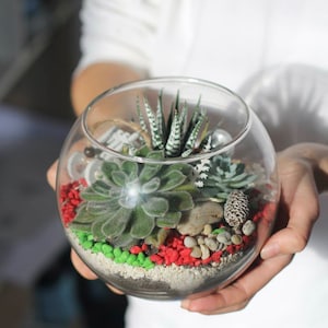 Uwolnij swoją kreatywność - terrarium z naszym zestawem do samodzielnego złożenia - idealny, niezapomniany prezent!