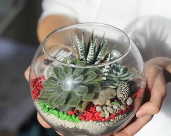 DIY Sukkulenten Terrarium Kit - Kreatives Geschenk, Home Decor