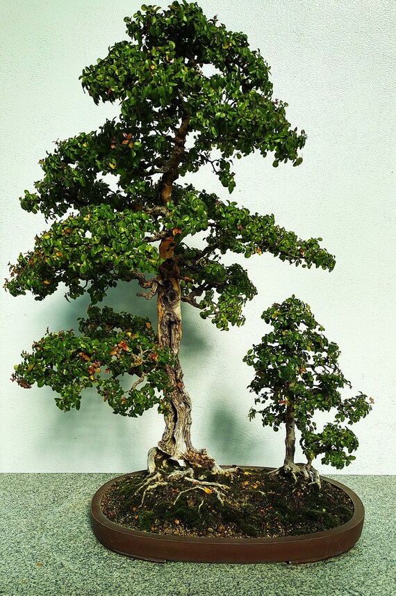 Bonsai tree Etsy