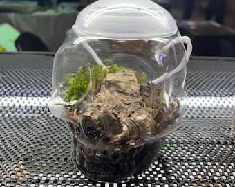 Skull Moss Terrarium