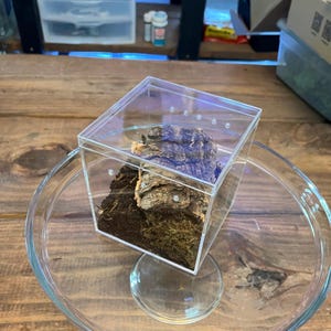 Bug Display Terrarium + Dirt & Bark (Small-4x4x4”) (Isopod, small spiders, and more!)