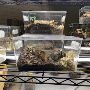 May include: Clear plastic terrariums filled with substrate, wood, and moss, stacked on a metal shelf. The terrariums appear to house small creatures. The top terrarium has a green label with text.
