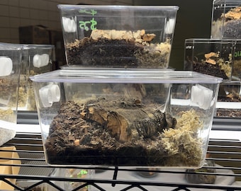 Bug Display Terrarium (Large-13x7x7”) (Isopod, small spiders, and more!)