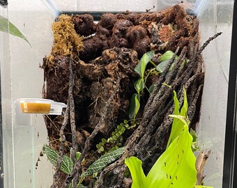 Disposable Cups For Gecko Feeding Ledge