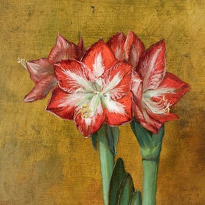 Original Flower Oil Painting, Red Amaryllis Oil Painting, Amaryllis Flower, Bloomaker Giant Amaryllis, Classic Fine Art, Original Painting