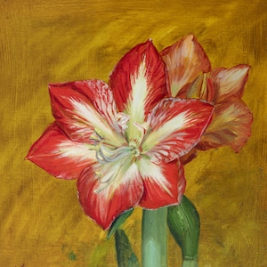 Original Flower Oil Painting Amaryllis Oil Painting, Red Amaryllis Flower Bloomaker, Giant Amaryllis, Classic Art, Dutch Flower Painting