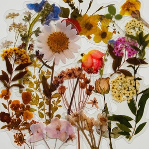 20 Vinyl Transparent Wildflower Sticker Pack, Waterproof Reusable Set, Vintage Clear Flower Floral Stem Florist Petal, Journal Card Craft image 1