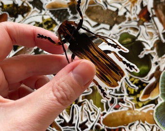 25/50 Vinyl Transparent Insect Stickers | Die Cut Decal Set | Waterproof Reusable | Bugs Spiders Ants Creepy Crawlies | Journal Laptop Craft