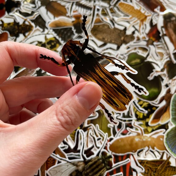 25/50 transparente Vinyl-Insektenaufkleber, gestanzte Aufkleber, wasserdicht,  wiederverwendbar, Käfer, Spinnen, Ameisen, gruselige Krabbeltiere,  Journal-Laptopfenster - .de