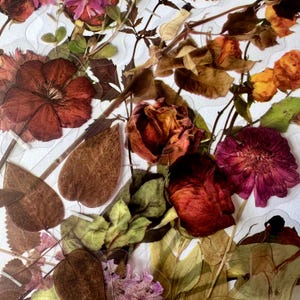 Paquet moyen de 12 autocollants transparents en vinyle, réutilisables imperméables, pétales de tige florale de fleur de rose rouge pressés clairs, fenêtre d'artisanat de carte de journal