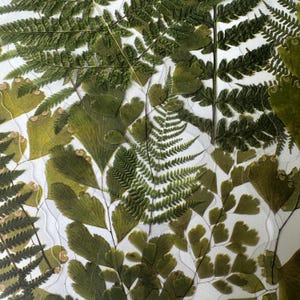 12 feuilles autocollantes en vinyle transparent de taille moyenne, paquet réutilisable imperméable, feuilles vertes pressées transparentes pour plante de jardin, carnet de notes créatif