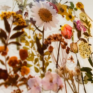 20 Vinyl Transparent Wildflower Sticker Pack, Waterproof Reusable Set, Vintage Clear Flower Floral Stem Florist Petal, Journal Card Craft image 2