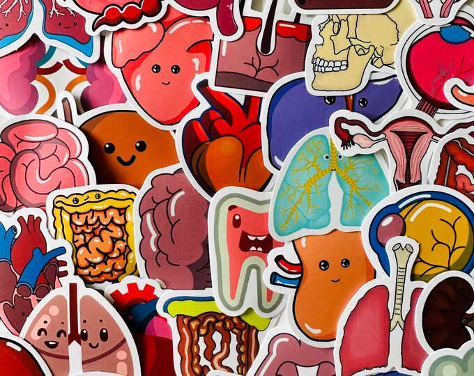 Anatomical Organs Sticker Pack - Etsy