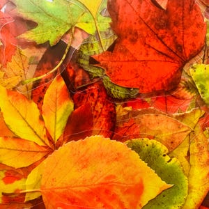Puede incluir: Primer plano de una colección de coloridas hojas de otoño. Las hojas muestran una gama de colores, incluyendo rojos, naranjas, amarillos y verdes vibrantes. Las hojas son de varias formas y tamaños, creando un efecto texturizado y en capas.