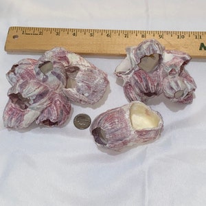 May include: Four purple and white seashells with a hole in the center of each. The shells are arranged on a white surface.