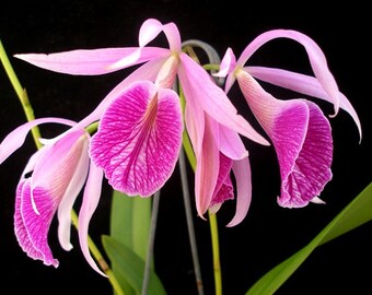 Oncidium orchid  Etsy