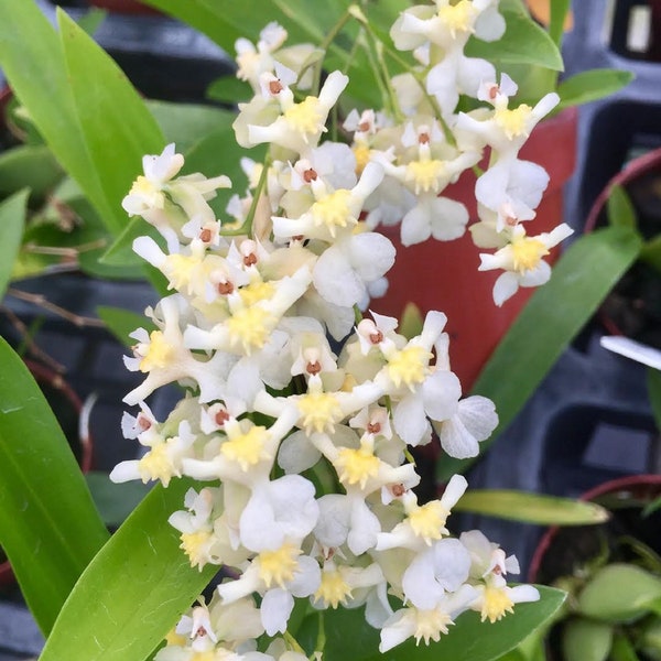 In Spike - Oncidium Twinkle 'Fantasy' Orchid Plant in 2.5" Pot - Ships Free!!