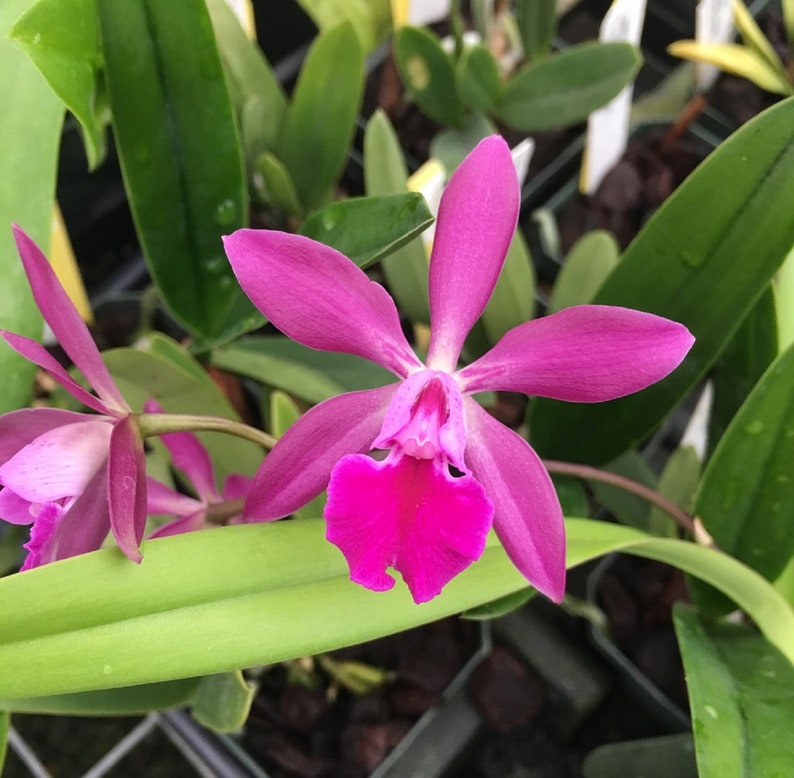 Epc Middleburg /'Maj/' Fragrant Cattleya Type Orchid Plant in 3.5 Pot Ships Free!!