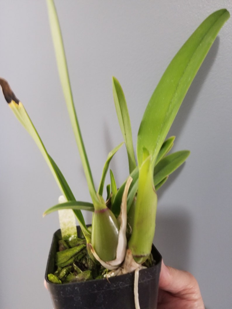 Epc Middleburg /'Maj/' Fragrant Cattleya Type Orchid Plant in 3.5 Pot Ships Free!!