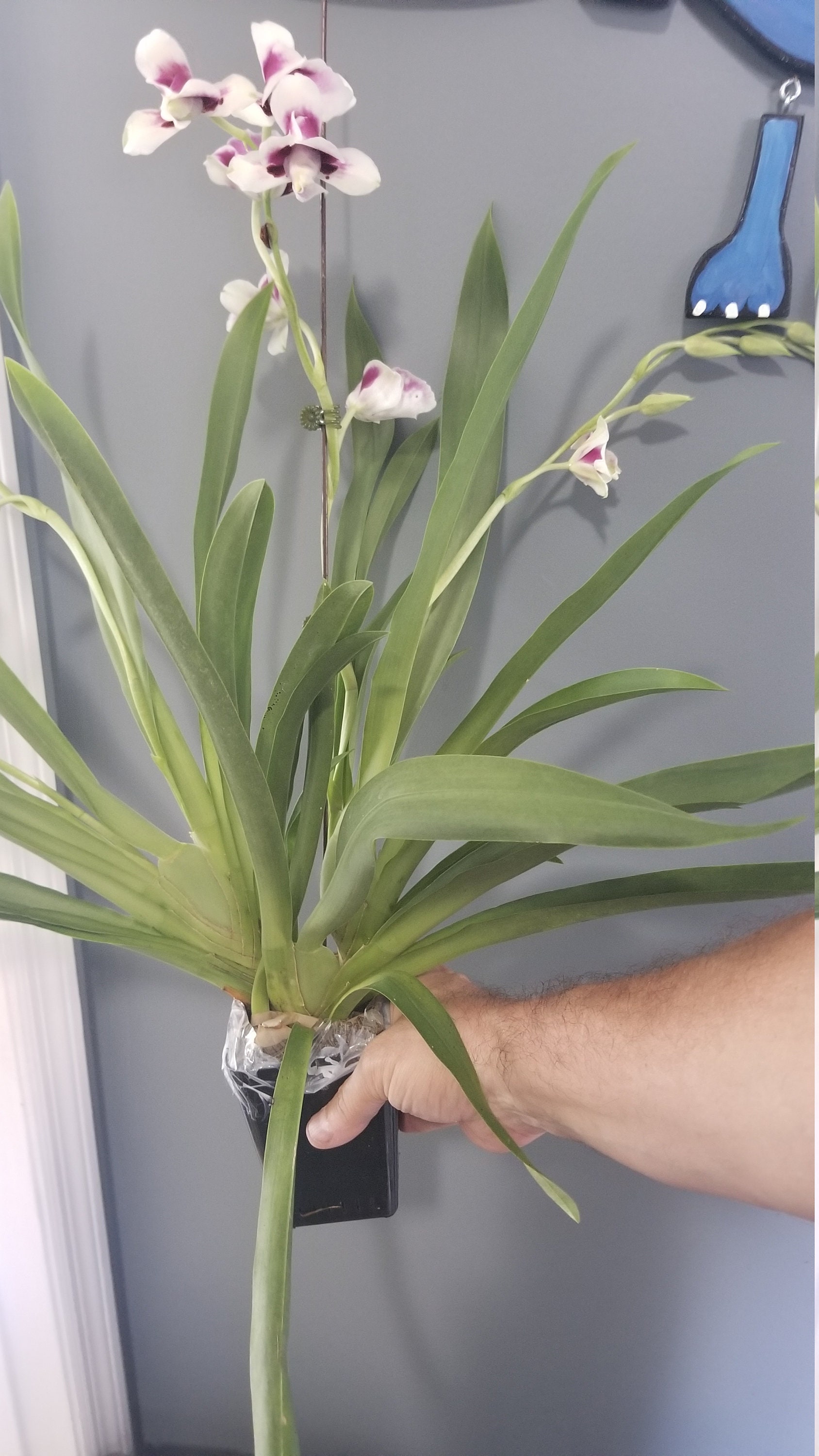 Beautiful Miltoniopsis Hajime Ono x Miltoniopsis Edie Brown Fragrant Multi-Spike Orchid Plant in 
