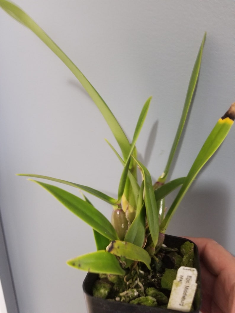 Epc Middleburg /'Maj/' Fragrant Cattleya Type Orchid Plant in 3.5 Pot Ships Free!!