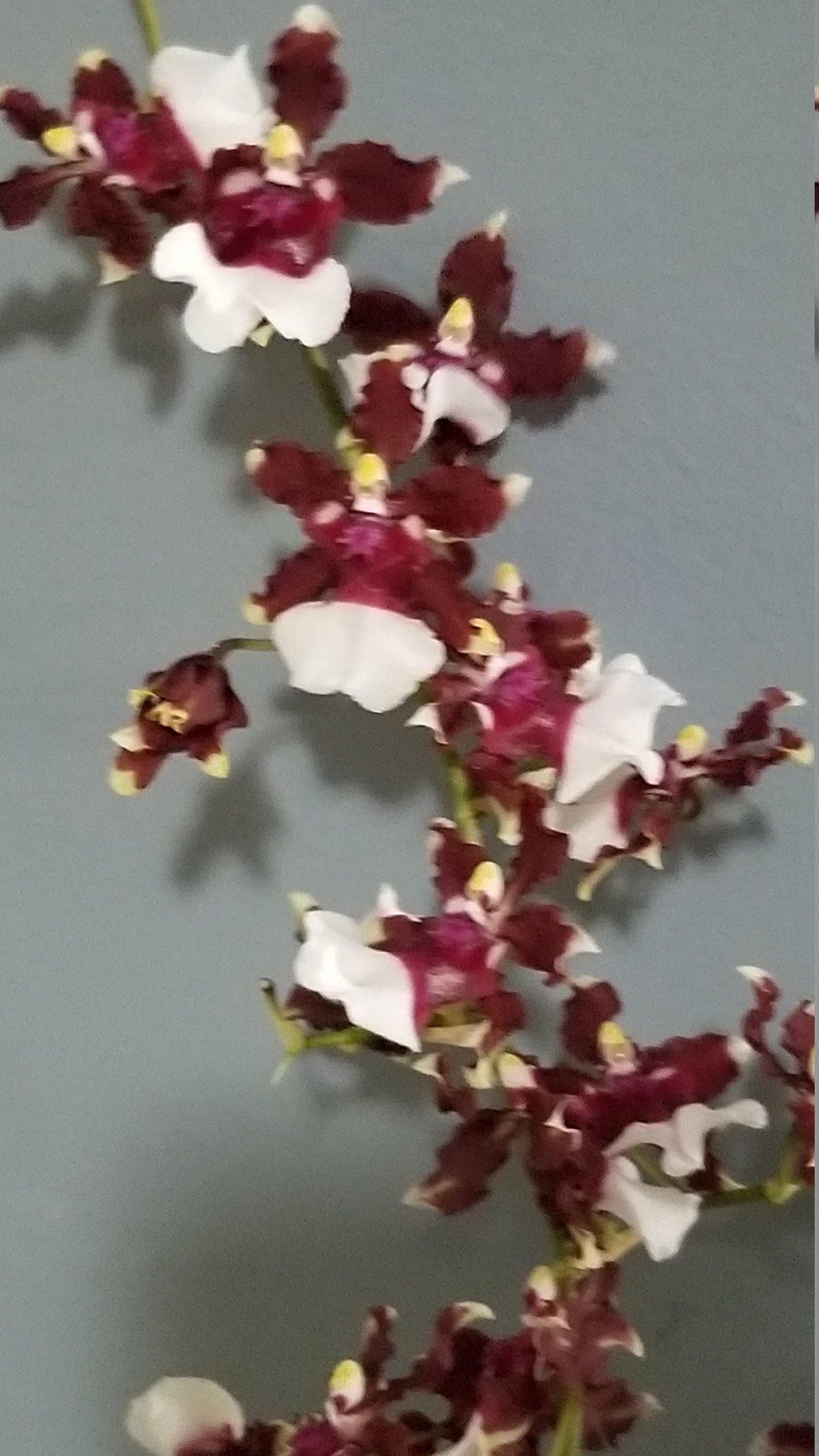 Oncidium (Ocidioda) Aka Baby 'Raspberry Chocolate' HCC /AOS Orchid Plant Chocolate Scented