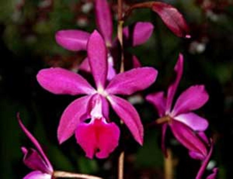 Epc Middleburg /'Maj/' Fragrant Cattleya Type Orchid Plant in 3.5 Pot Ships Free!!