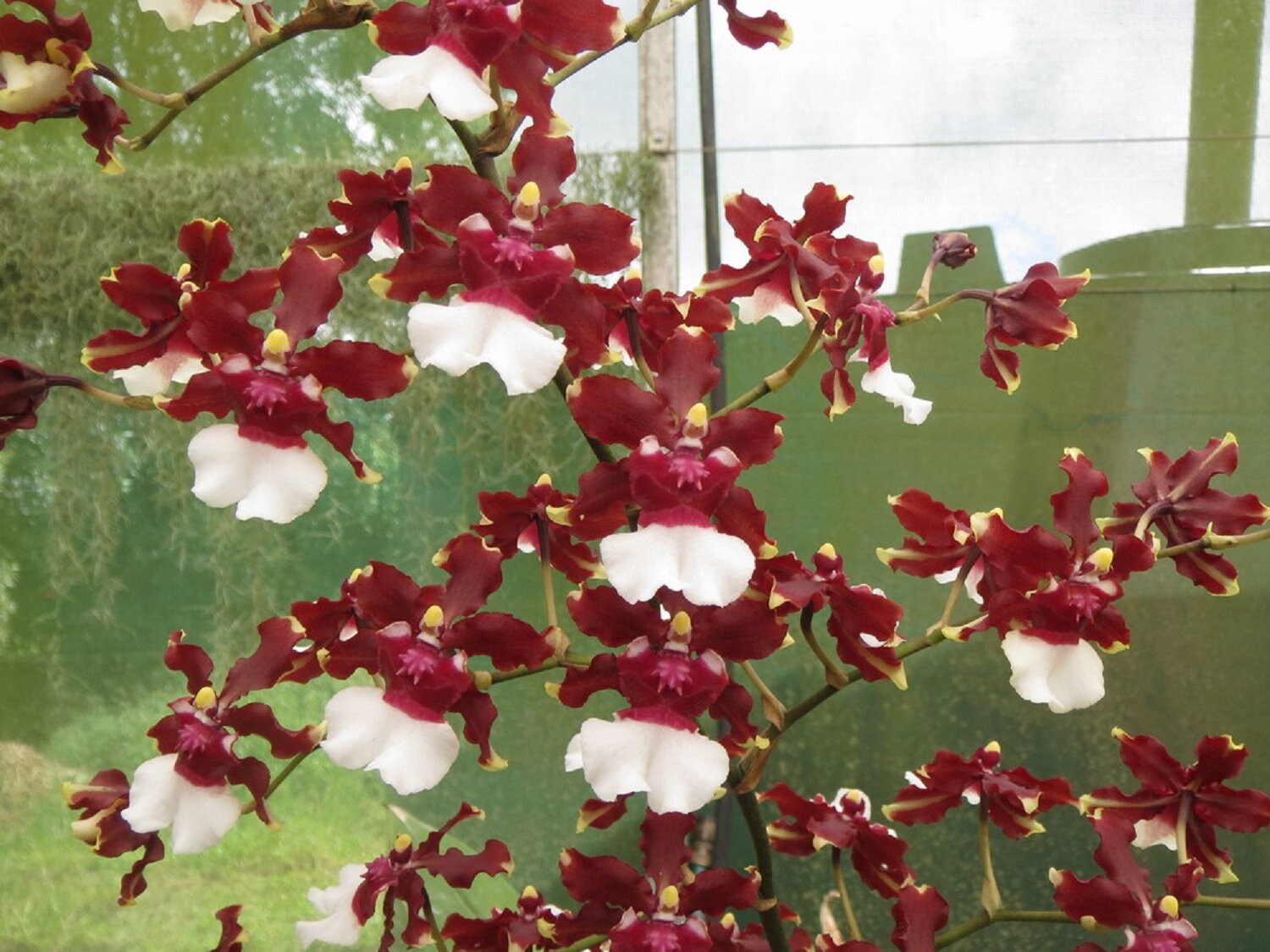 Oncidium (Ocidioda) Aka Baby 'Raspberry Chocolate' HCC /AOS Orchid Plant Chocolate Scented