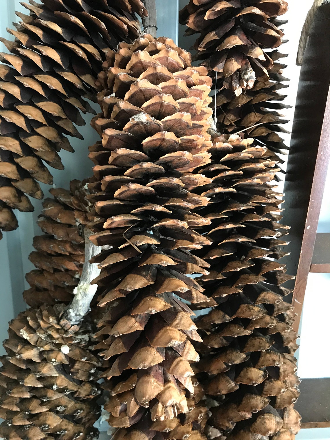 15 21 Jumbo Pinecone Large Pine Cone Huge Pine Cone Etsy